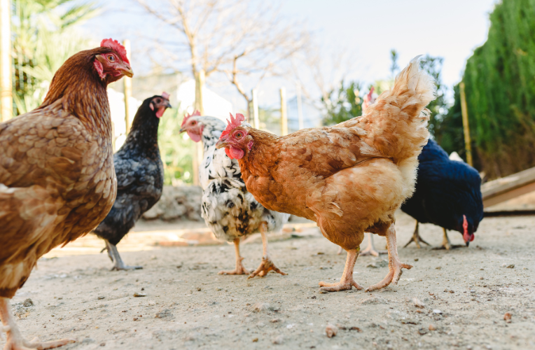 5 Plans for Chicken Keepers in 2025
