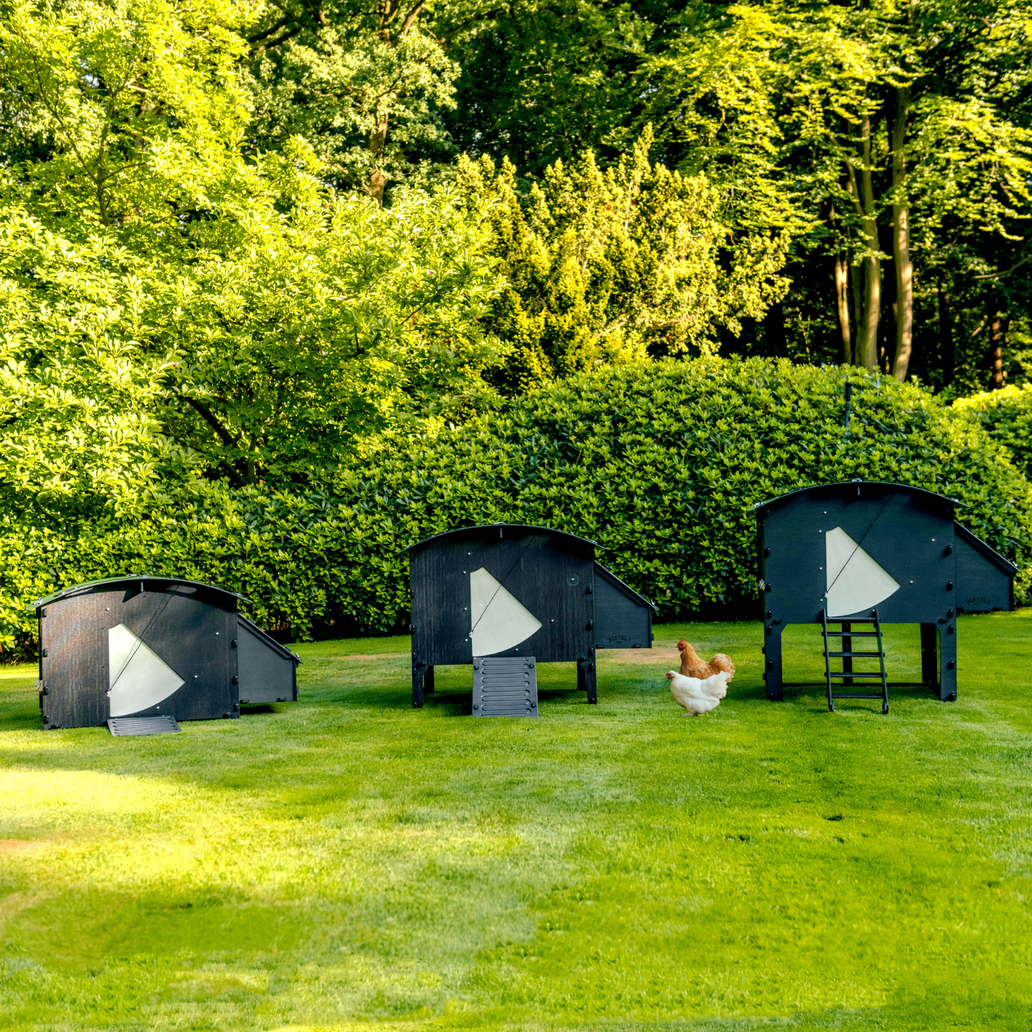 Qu'est-ce qu'un poulailler et quelle doit être sa taille ?