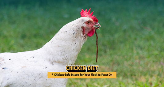 7 Chicken-Safe Insects for Your Flock to Feast On