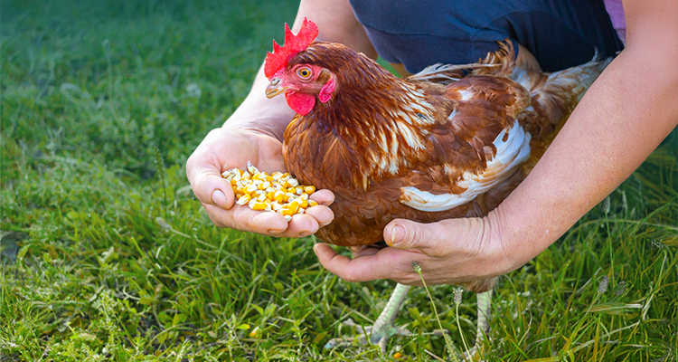 Homemade Chicken Feed: Grains, Seeds and Natural Feeds