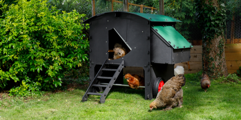 Where is the best place to put your chicken coop?