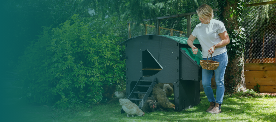 Reasons to Stop Buying Eggs and Start Keeping Hens