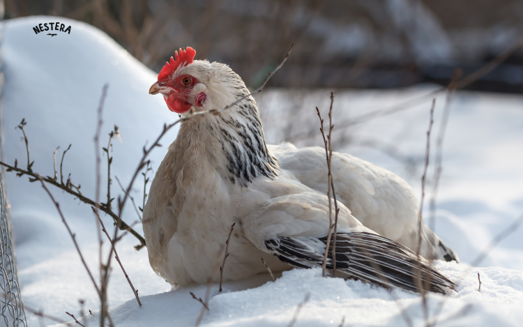 10 Ways to Keep Your Chickens Happy and Healthy This Winter