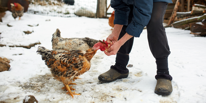 What can chickens eat in winter?