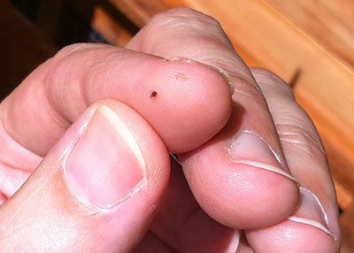 5 conseils pour éviter les poux rouges dans votre poulailler