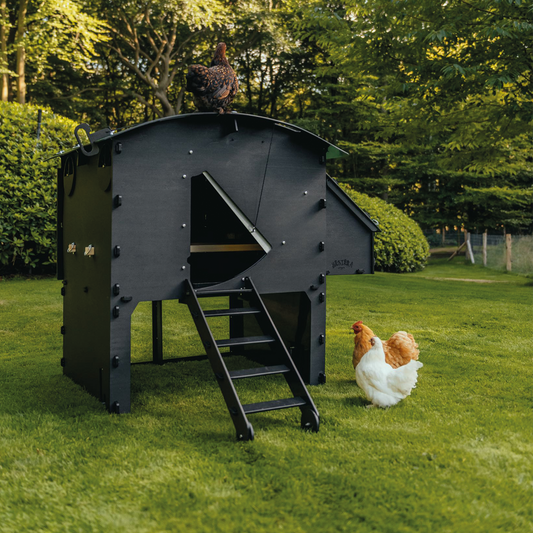 Chicken Coop