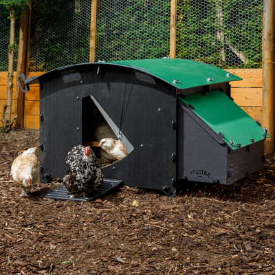 Chicken Coop